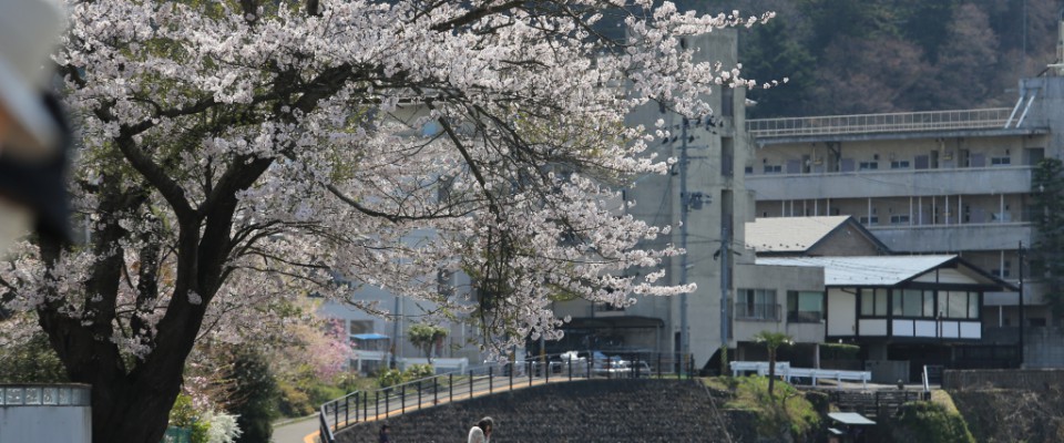 花見 | Speak out about Sendai 市民視点で「暮らしたくなる街・行きたくなる街 仙台」を伝えよう